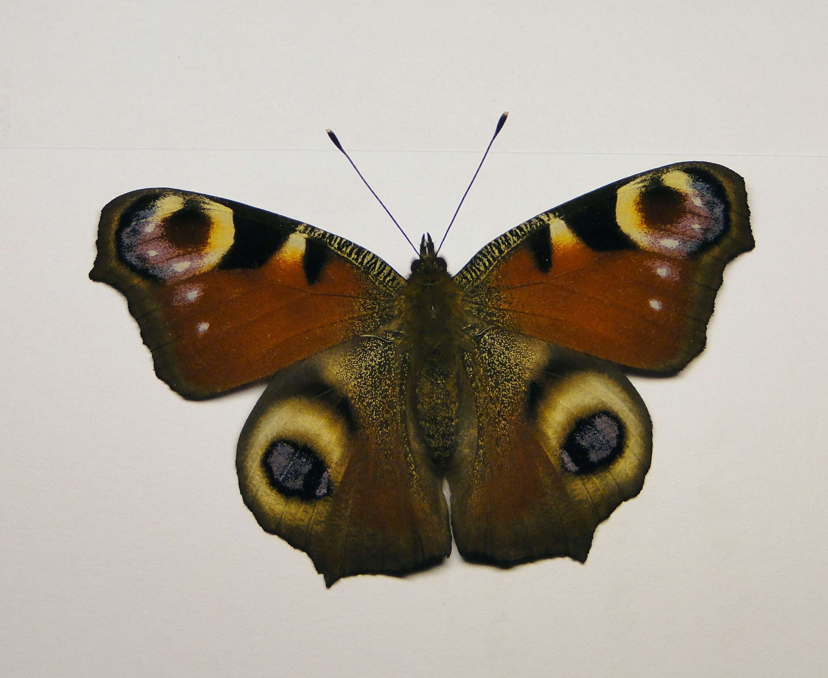 Image of Aglais io