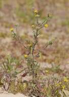 Pulicaria vulgaris Gaertn. resmi