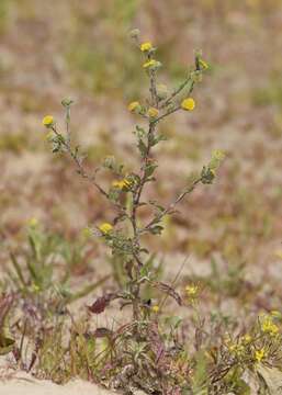 Image of Small Fleabane