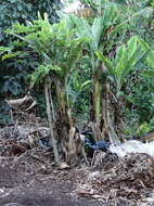 Image of Papaya ringspot virus