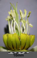 Image of lenten-rose