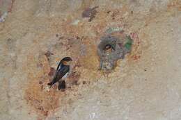 Image of Cave Swallow