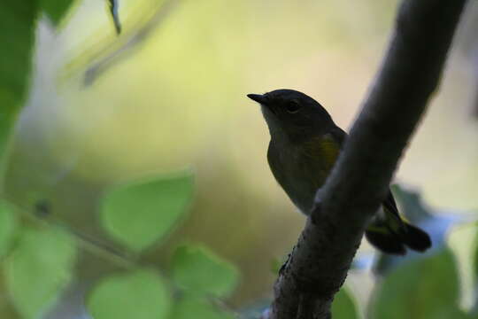 Image of American Redstart