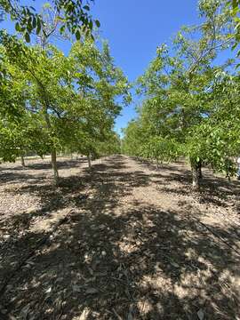 Image of Common walnut