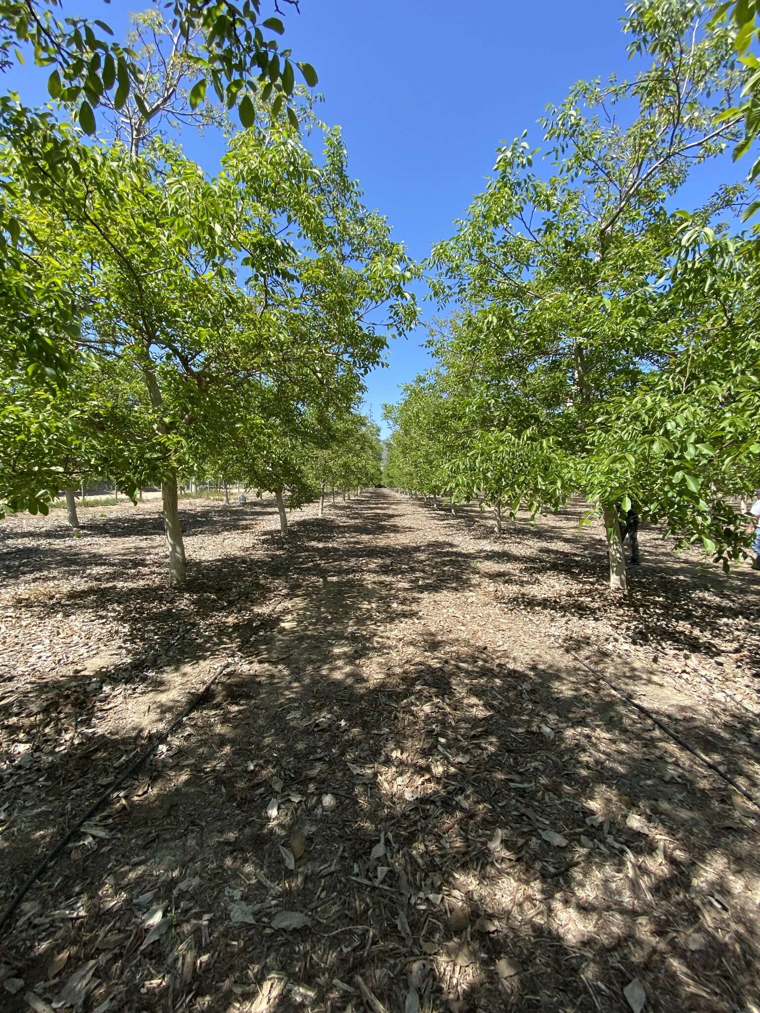 Image of Common walnut