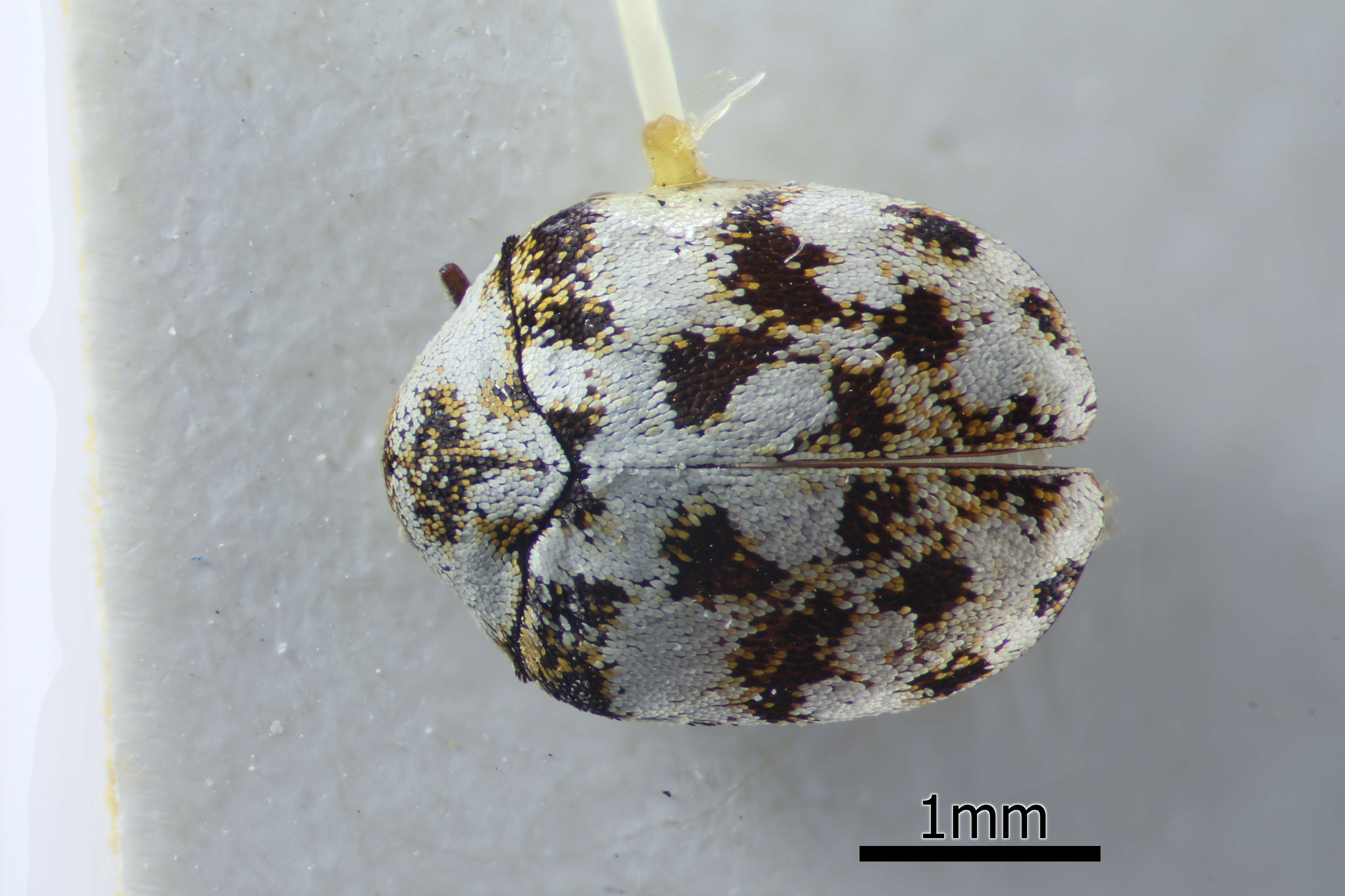 Image of Furniture Carpet Beetle