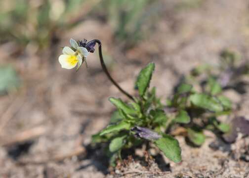 Слика од Viola arvensis Murray