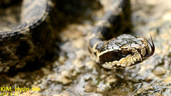 Слика од Gloydius brevicaudus (Stejneger 1907)