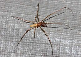 Image of Tetragnatha pallescens F. O. Pickard-Cambridge 1903