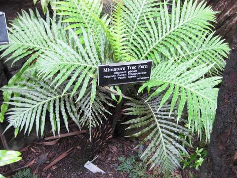 Image of midsorus fern