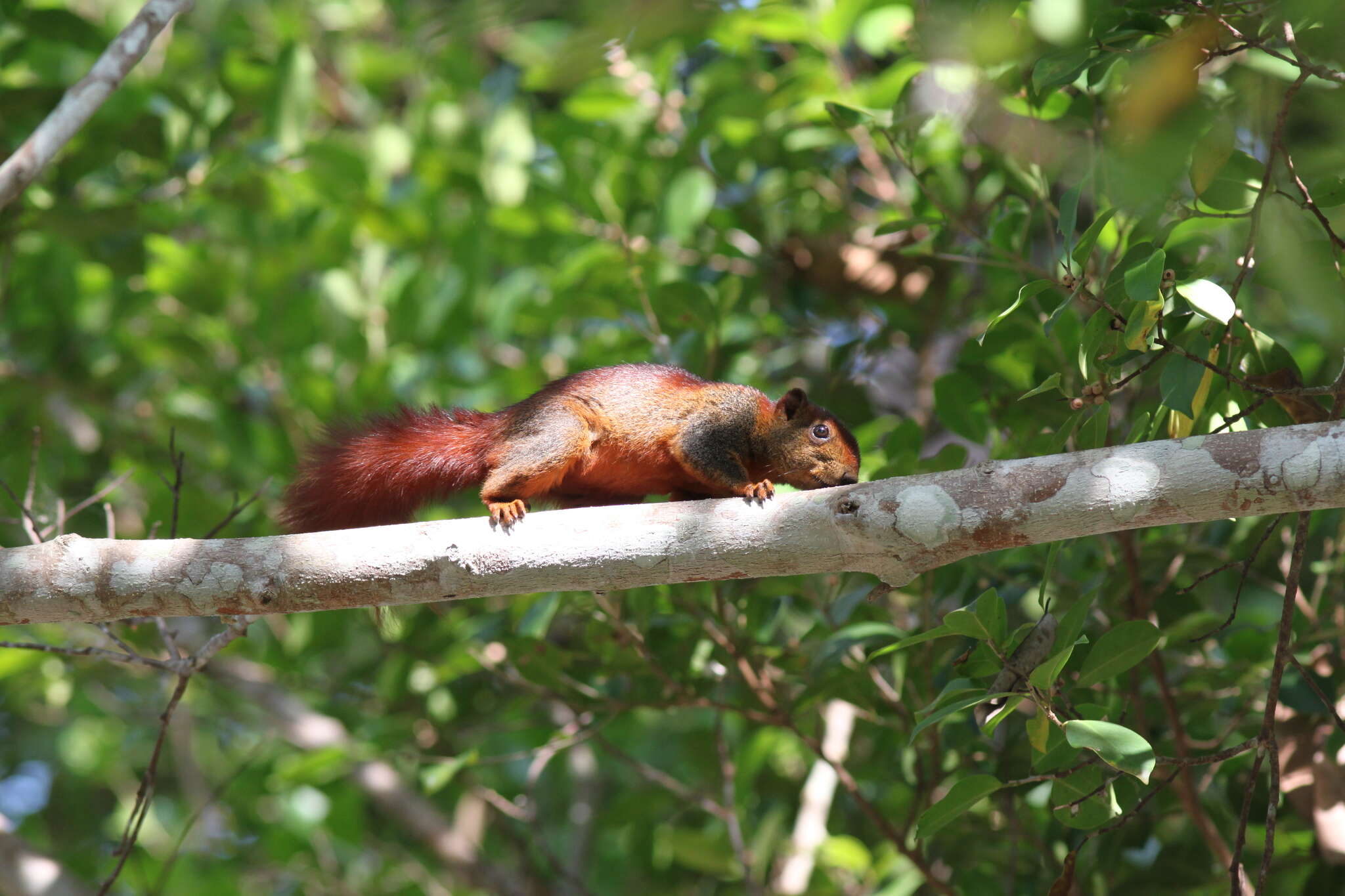 Image of Finlayson’s Squirrel