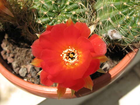 Echinopsis pampana (Britton & Rose) D. R. Hunt resmi