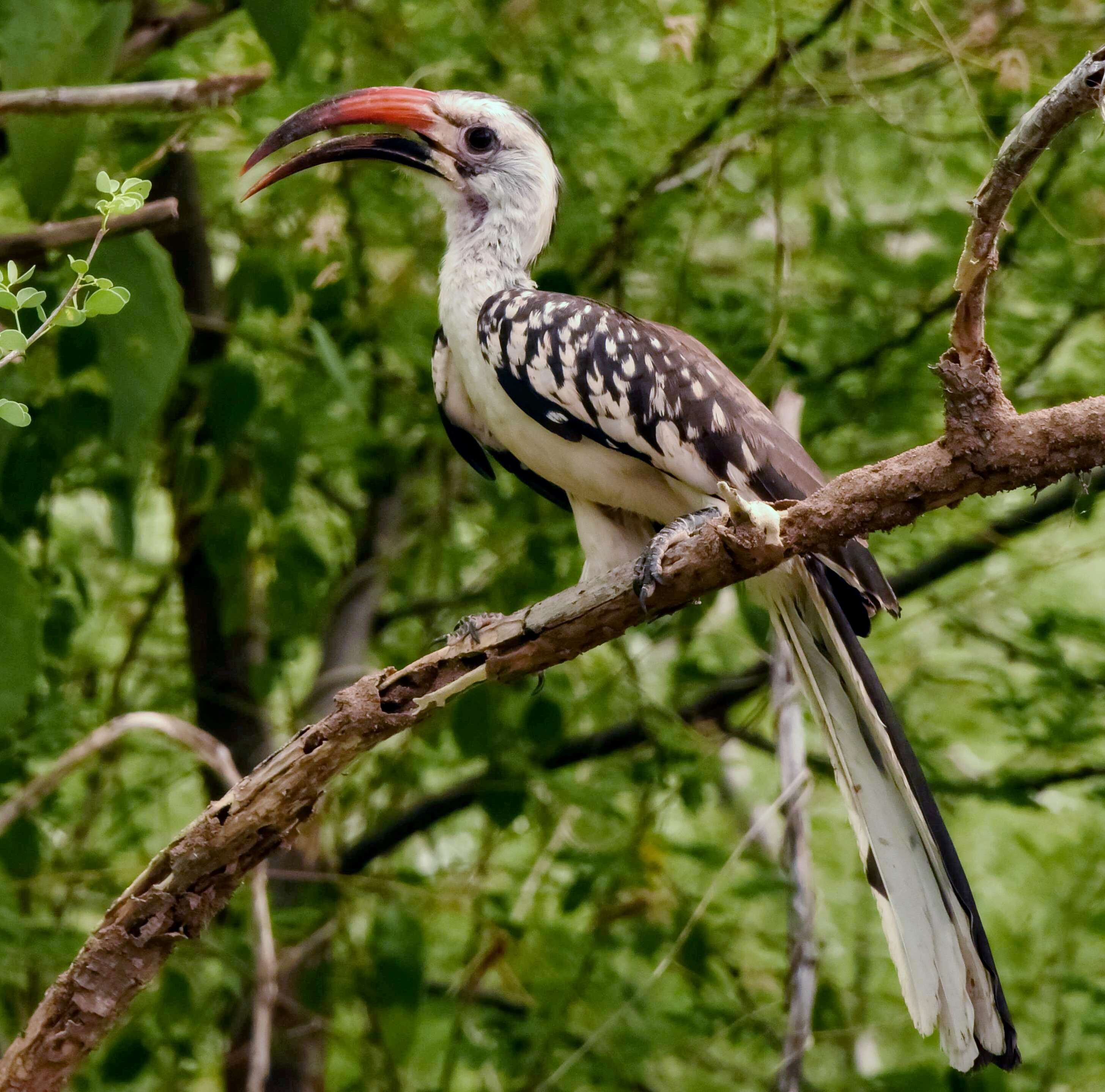 Image of Northern Red-billed Hornbill