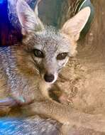 Image of Grey Foxes