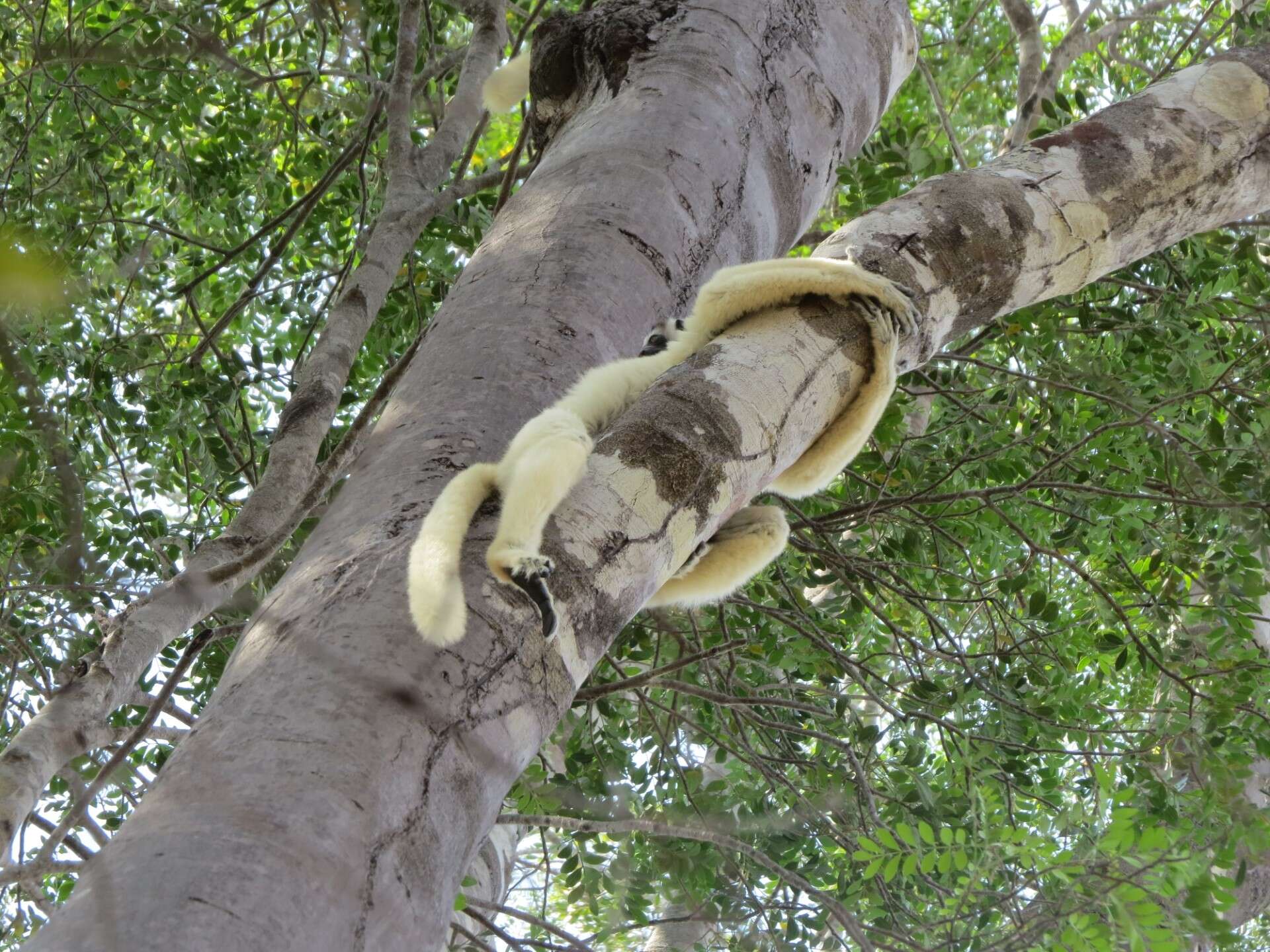 Image of Verreaux's Sifaka