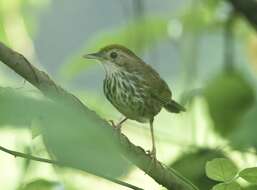 Image of Puff-throated Babbler