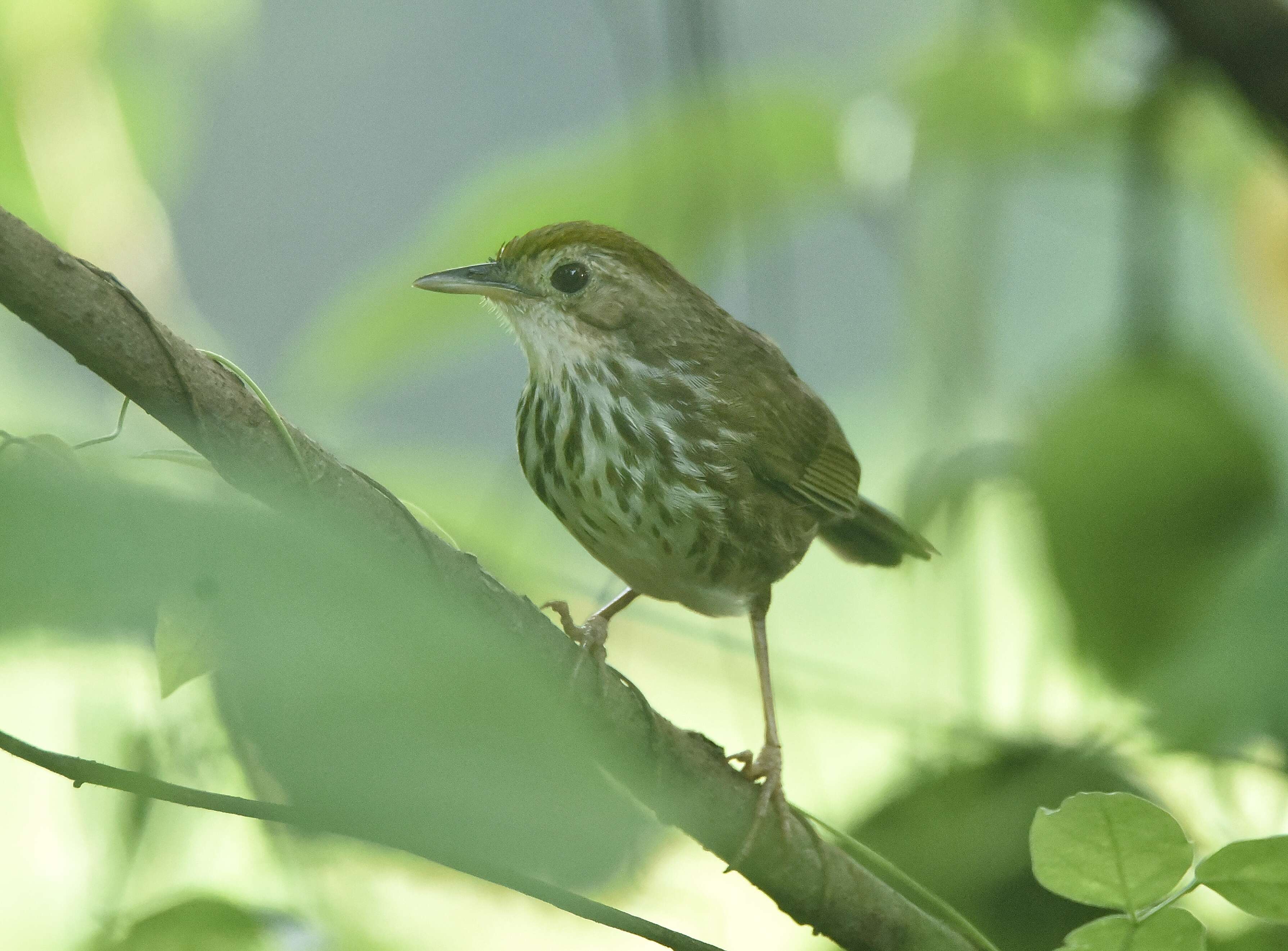 Image of Puff-throated Babbler