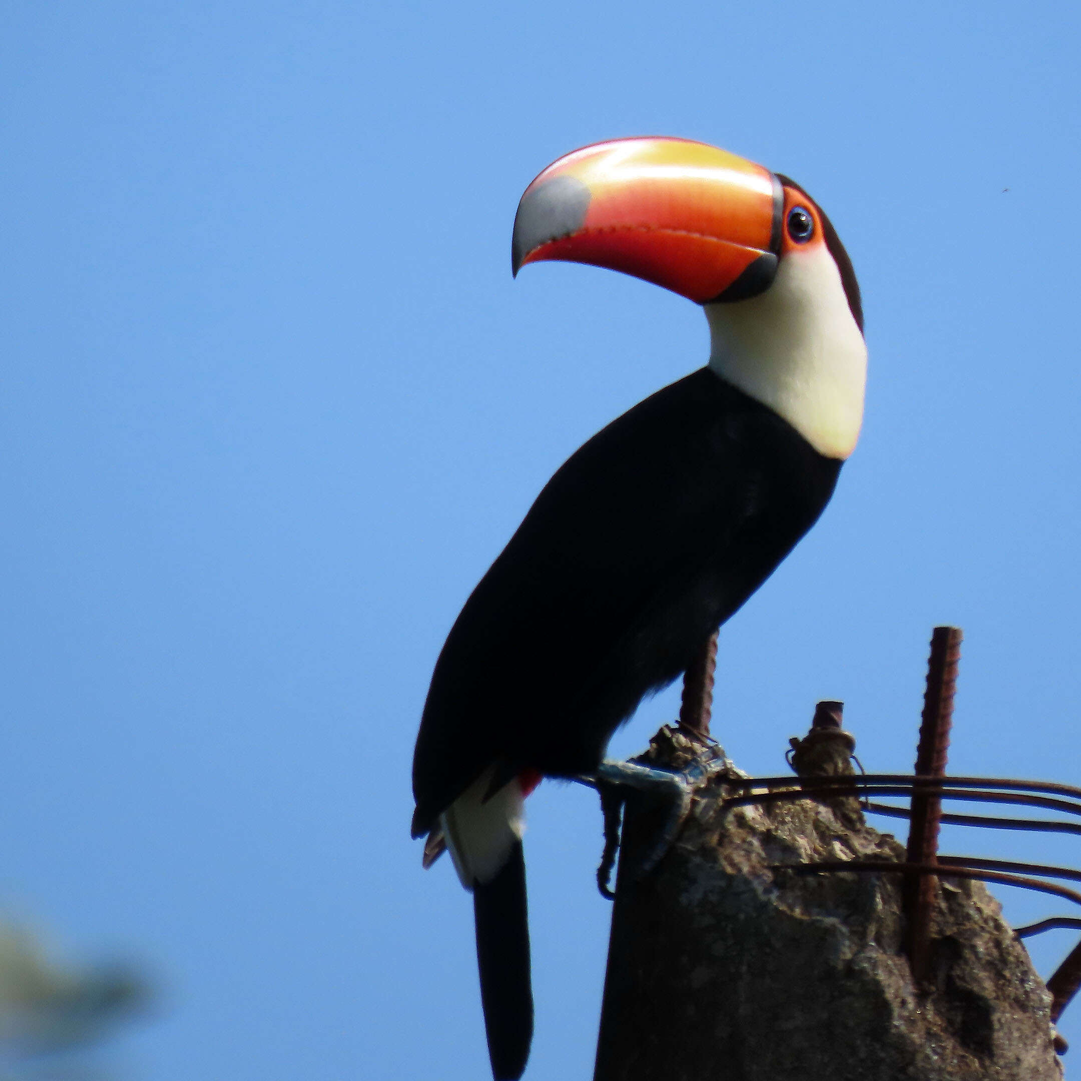 Image of Toco Toucan