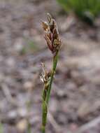 Image of Carex pediformis C. A. Mey.