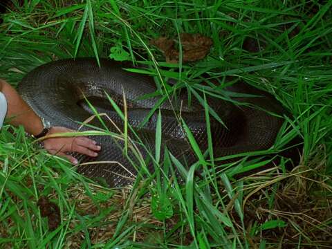 Image of Green anaconda