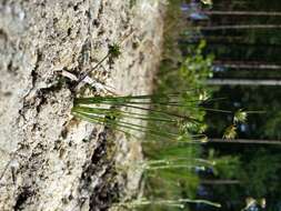 Image of dwarf rush