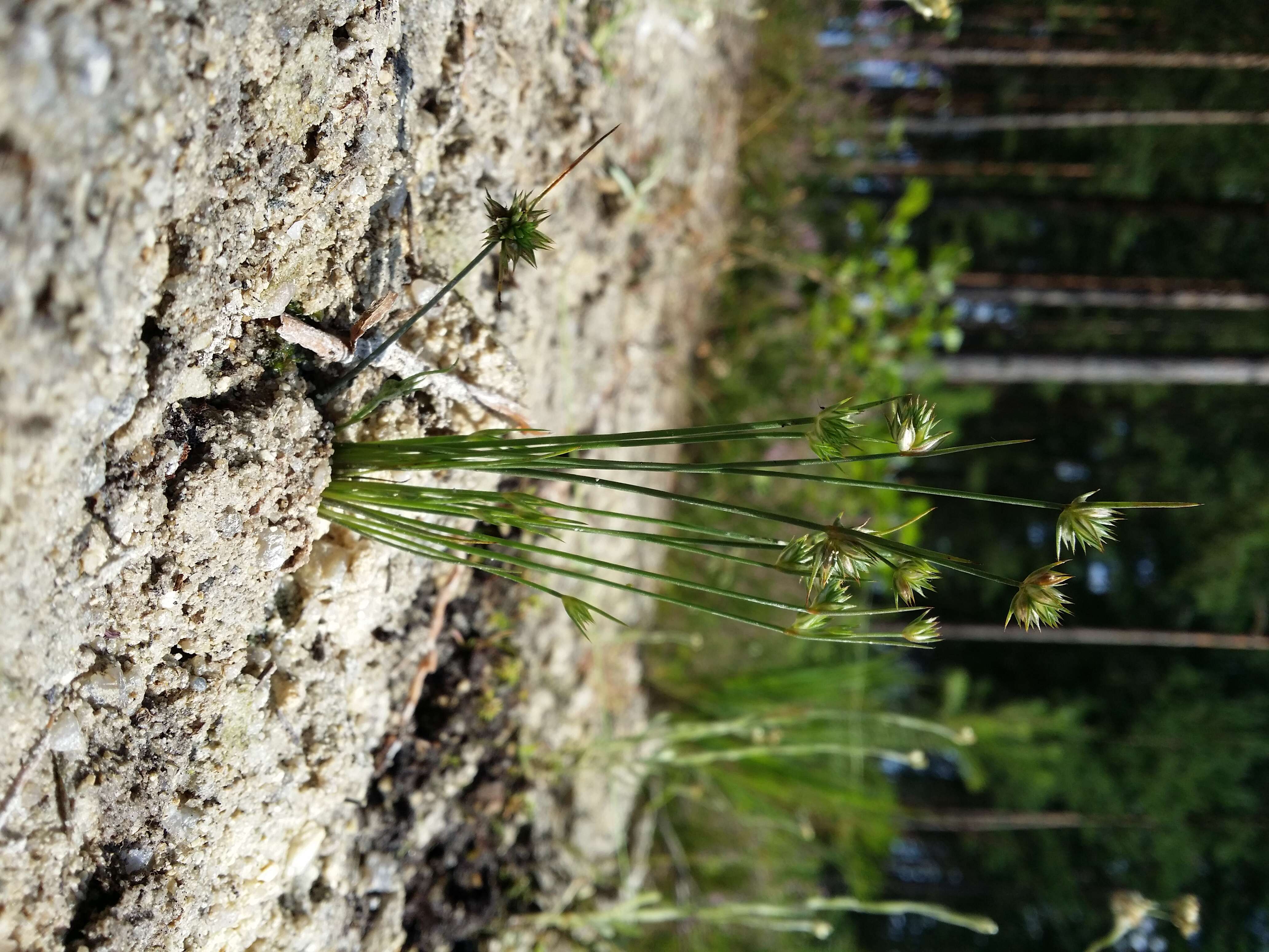 Image of dwarf rush