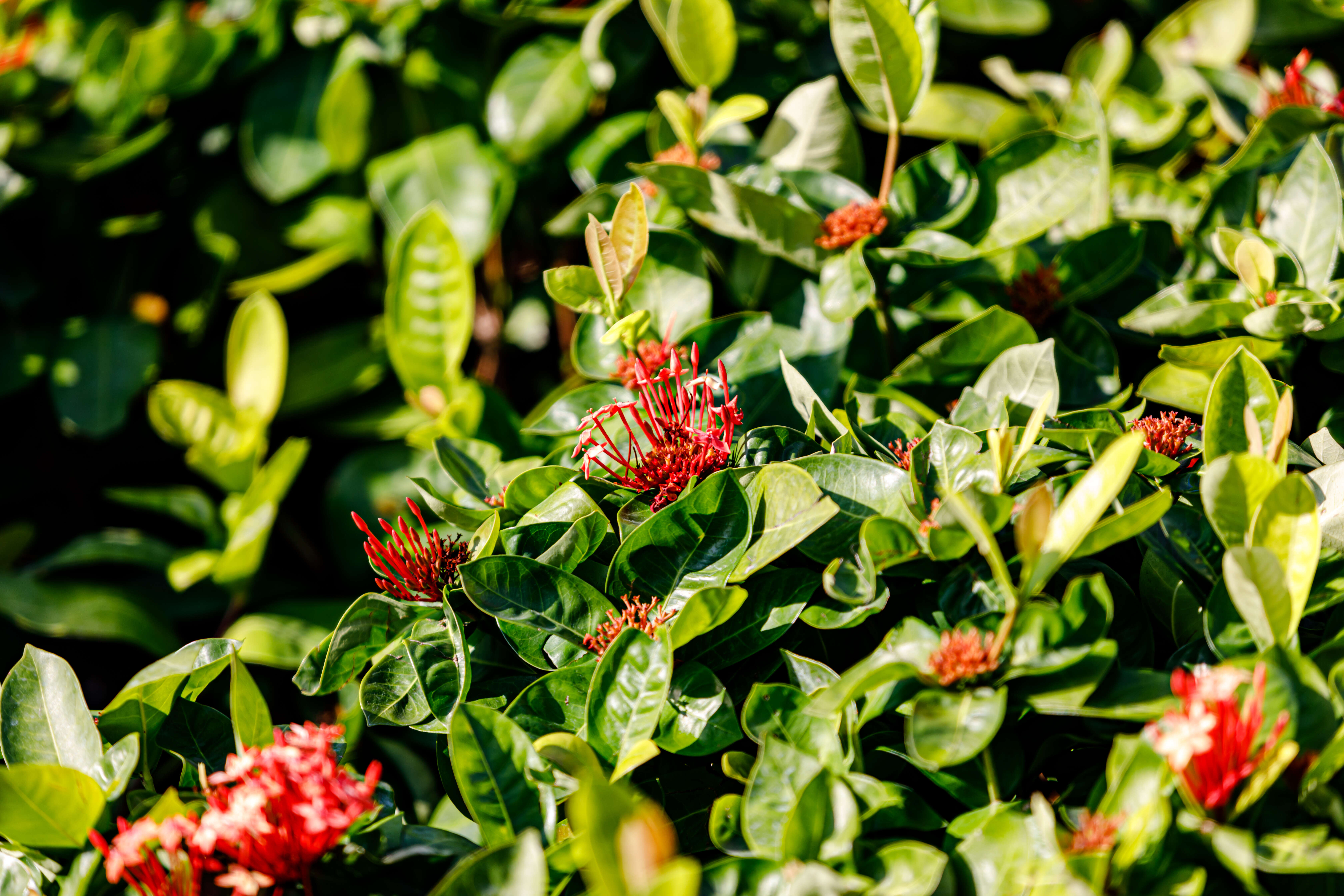 Image of Ixora chinensis Lam.