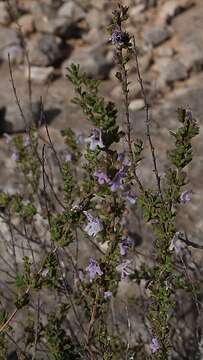 Image of Thymus hyemalis Lange