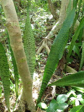 Image of viper's bowstring hemp