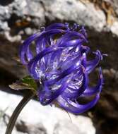 Image of Round-headed Rampion