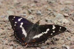 Image of purple emperor