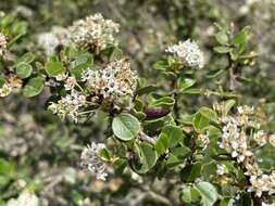 Image of barranca brush