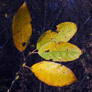 Image of goat willow