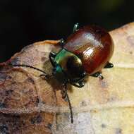 Image of Chrysolina polita