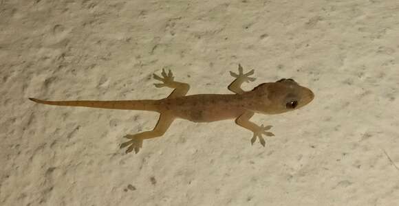 Image of Common House Gecko