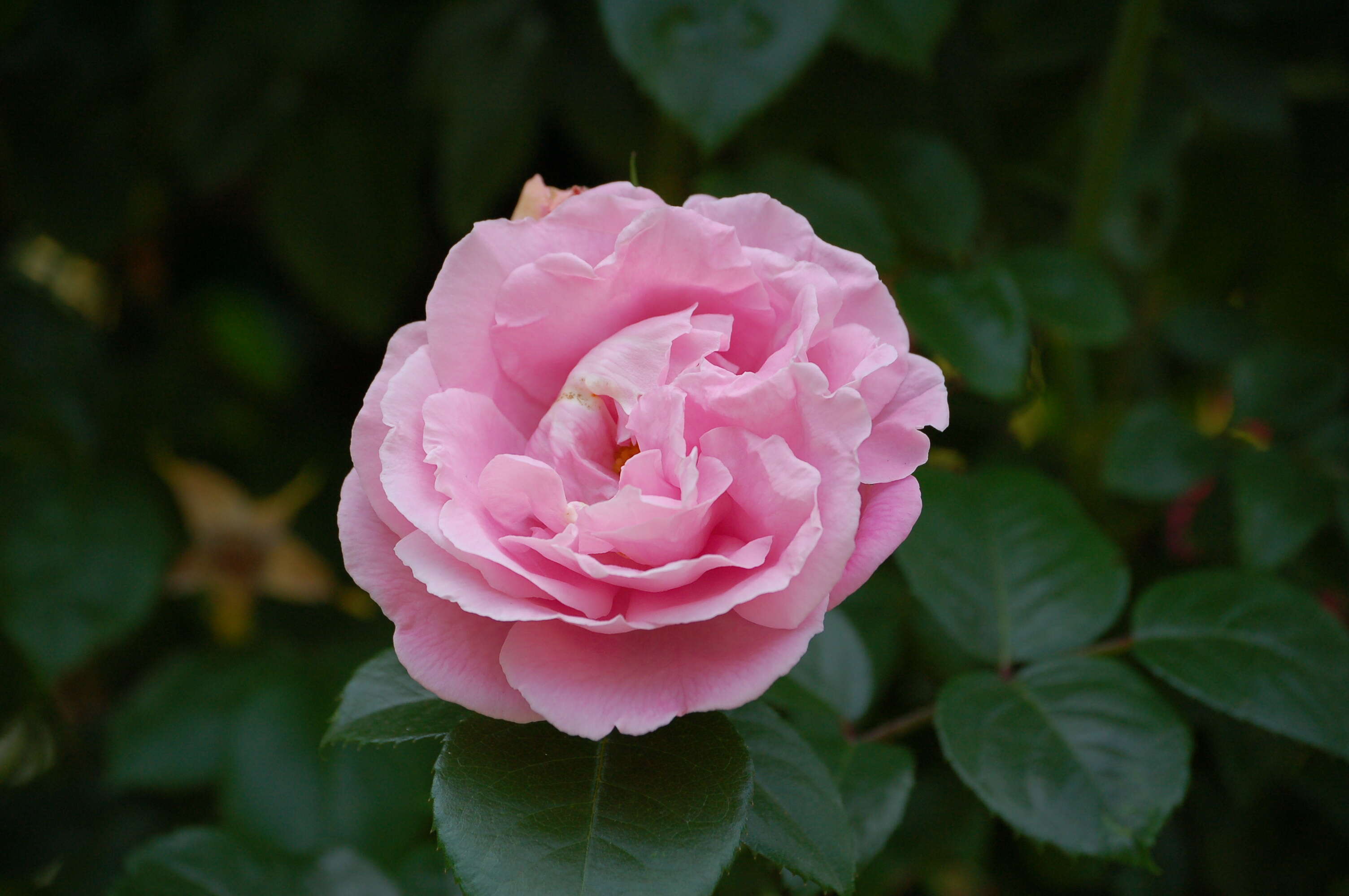 Image of Rosa lucieae