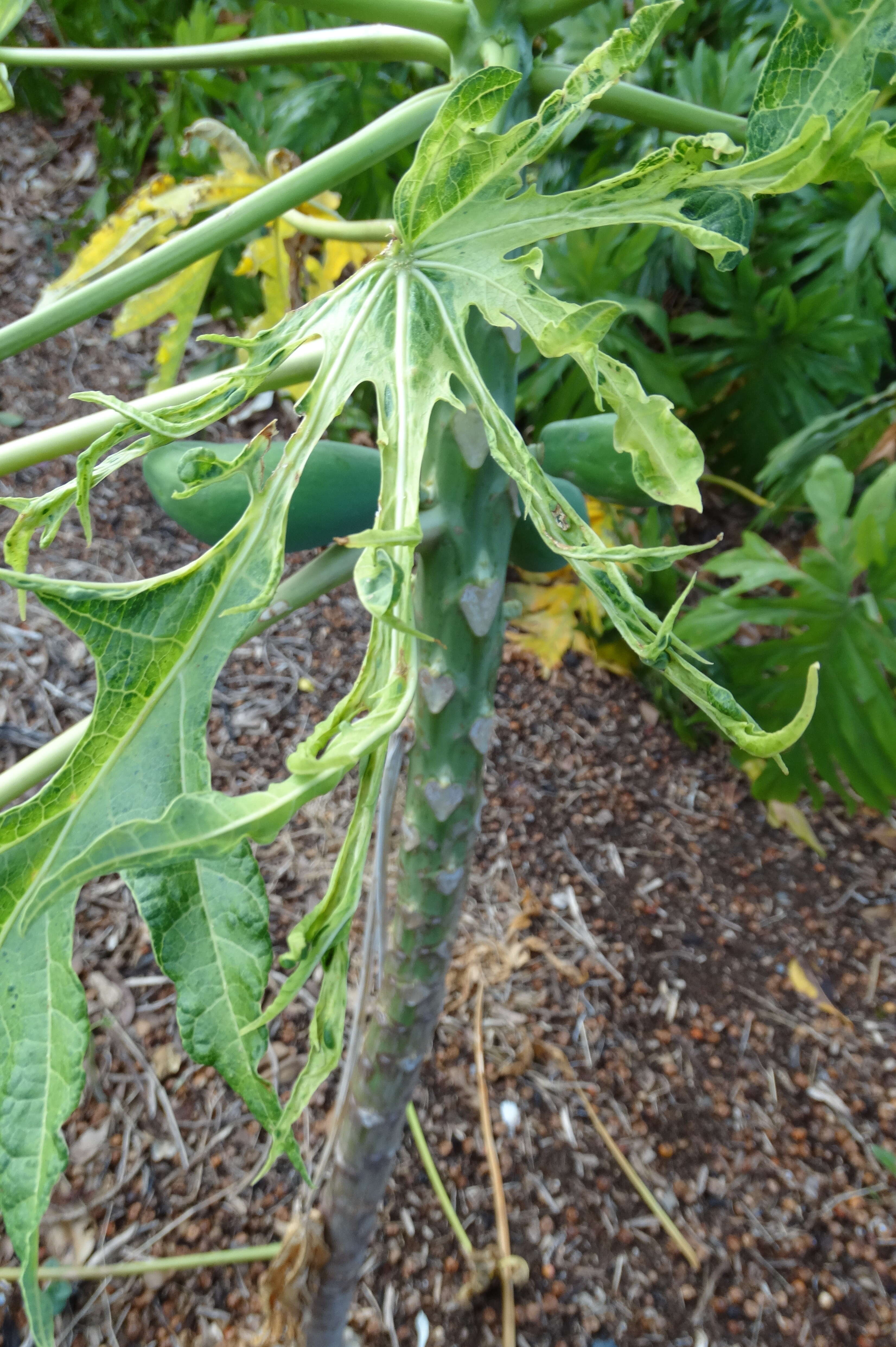 Image of Papaya ringspot virus