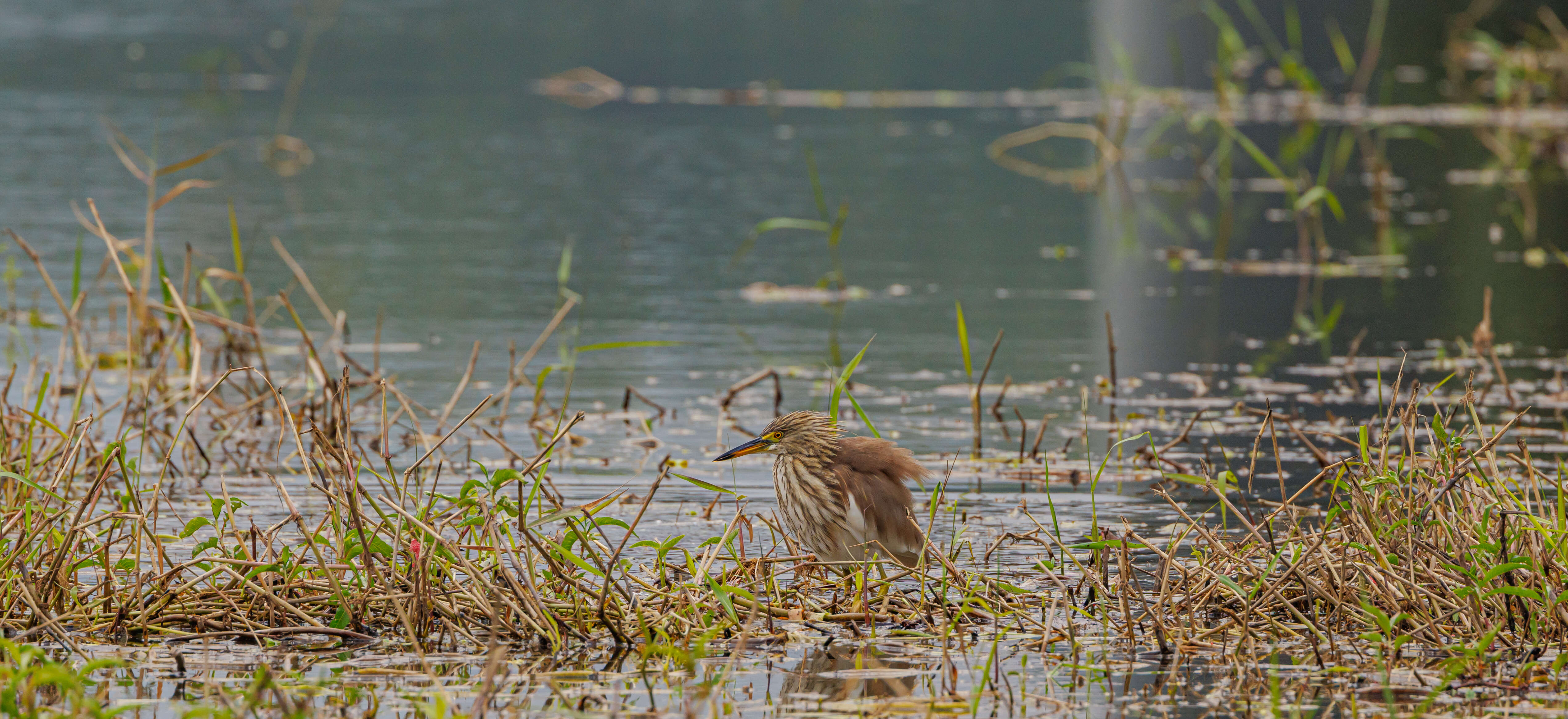 Image of Chinese Pond Heron