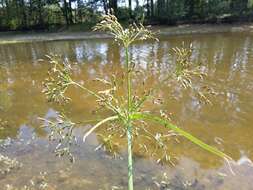 Image of Scirpus radicans Schkuhr