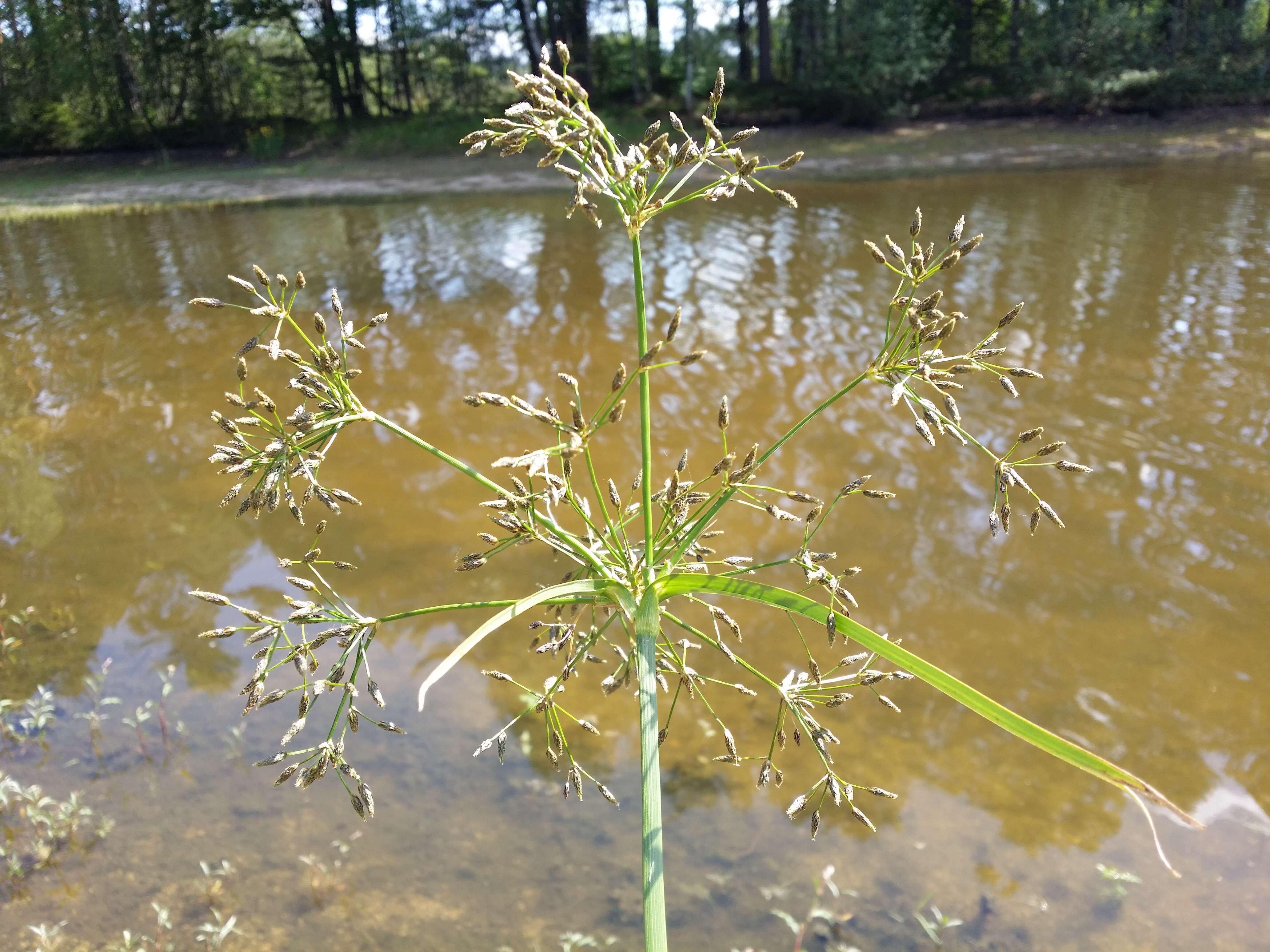 Image of Scirpus radicans Schkuhr