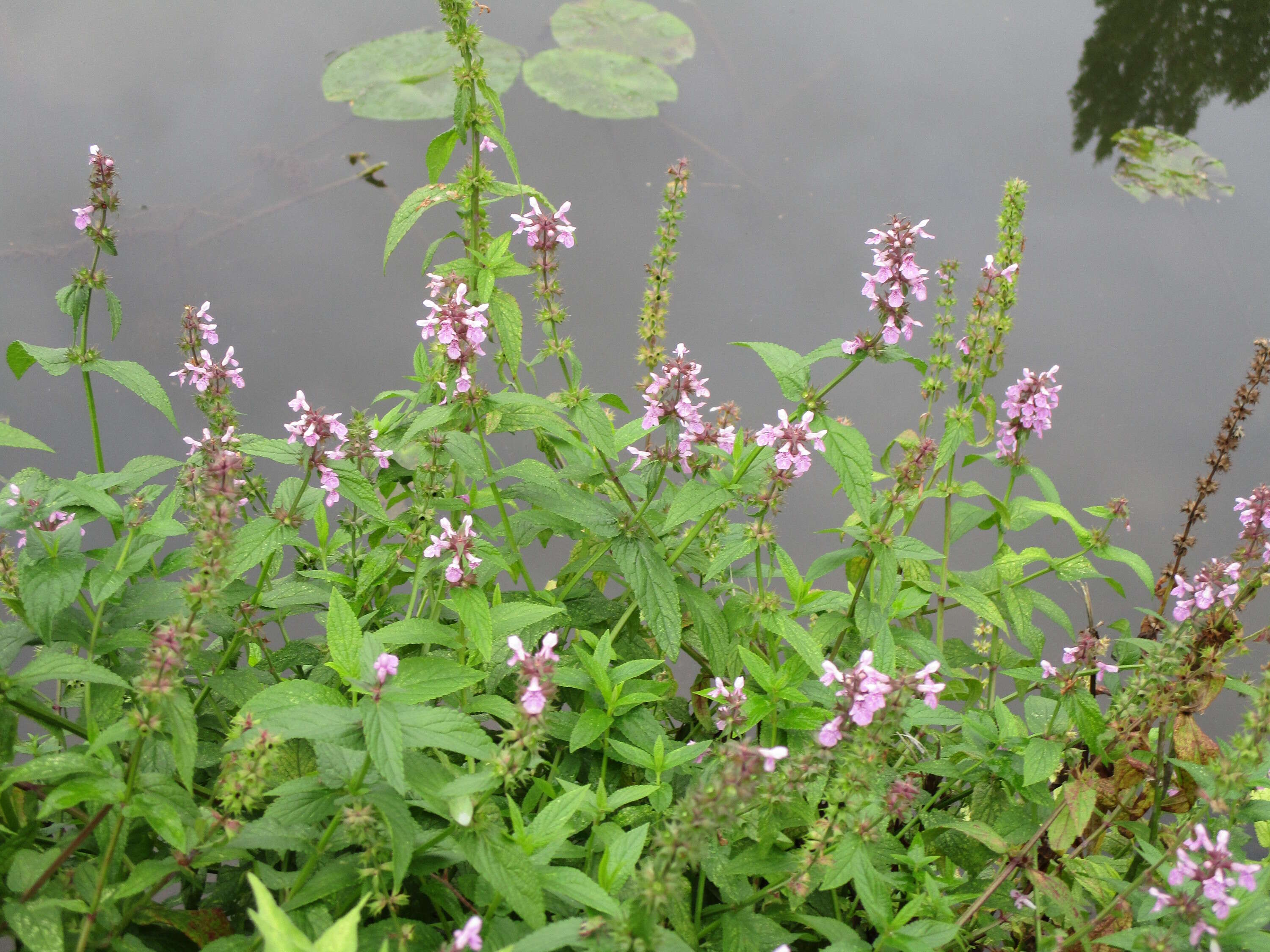 Image of Hedge-nettle