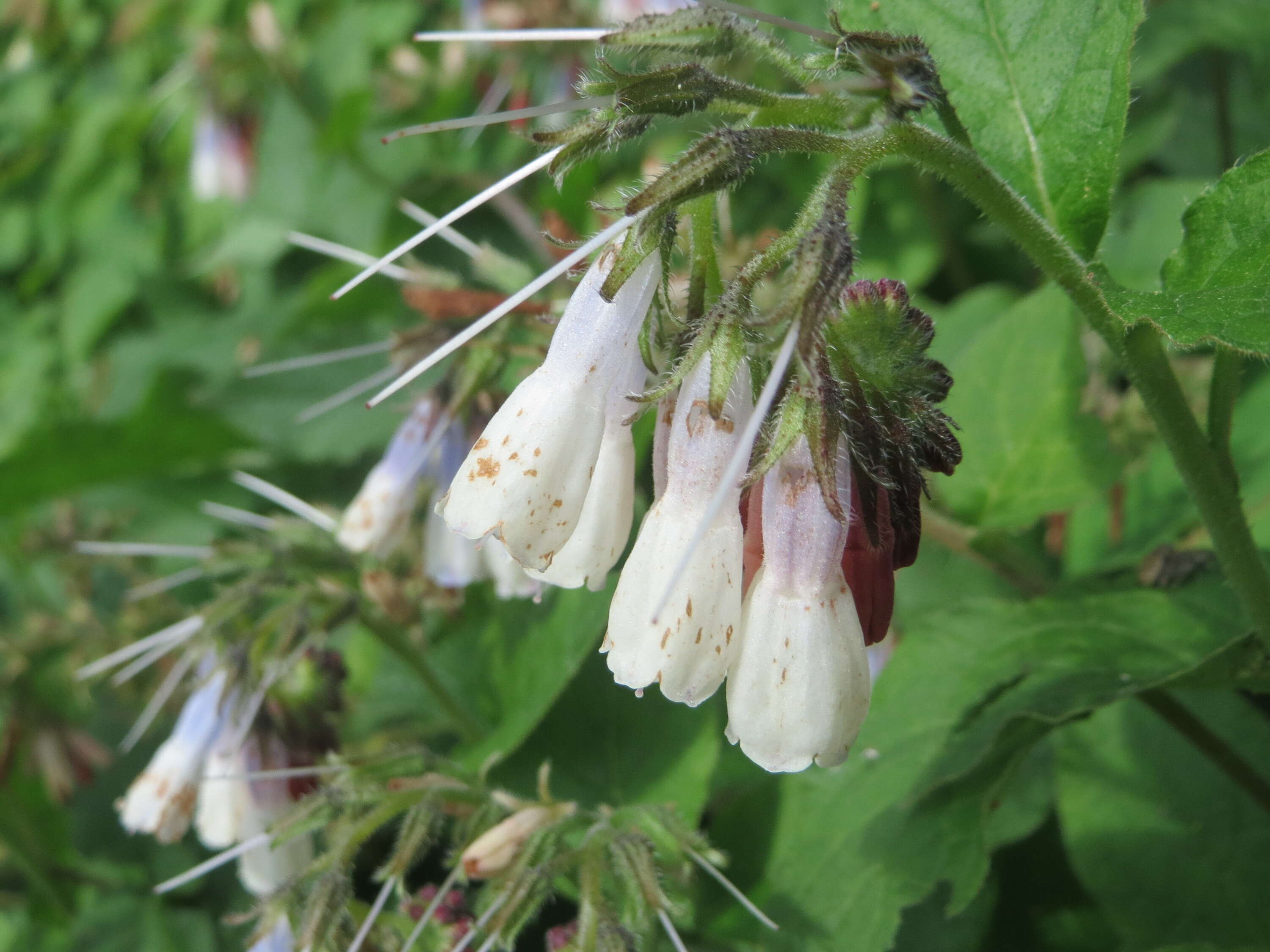 Image of Symphytum grandiflorum DC.