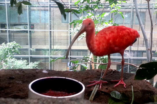 Image of Scarlet Ibis