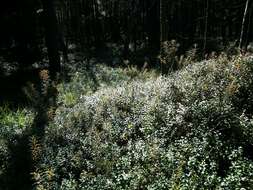 Imagem de Rhododendron tomentosum (Stokes) Harmaja