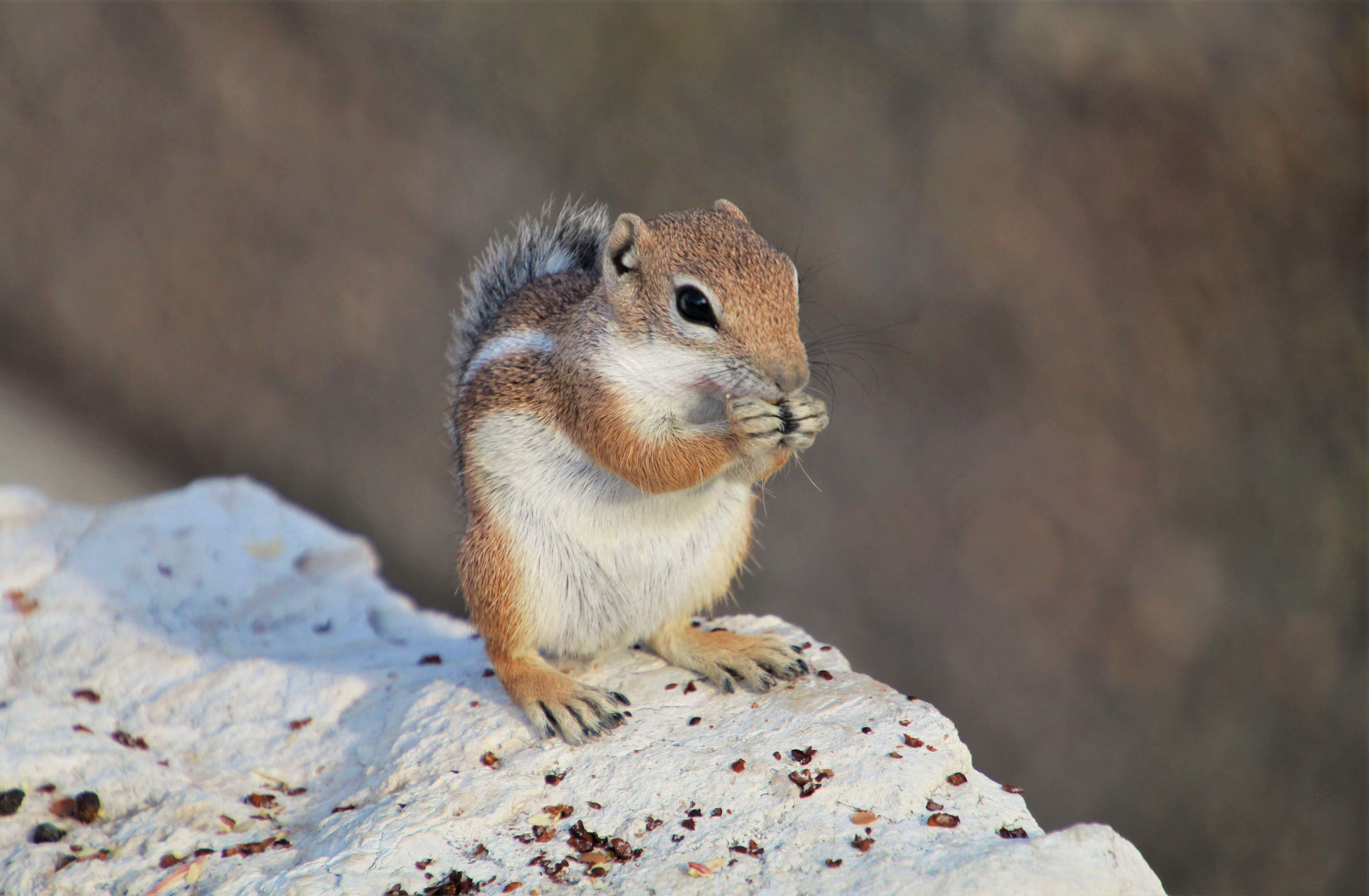 Image of white-tailed antelope squirrel