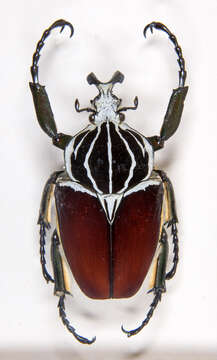 Image of Goliathus goliatus (Linnaeus 1771)