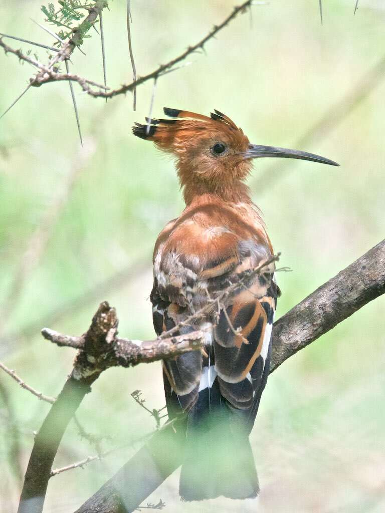 Image of African Hoopoe