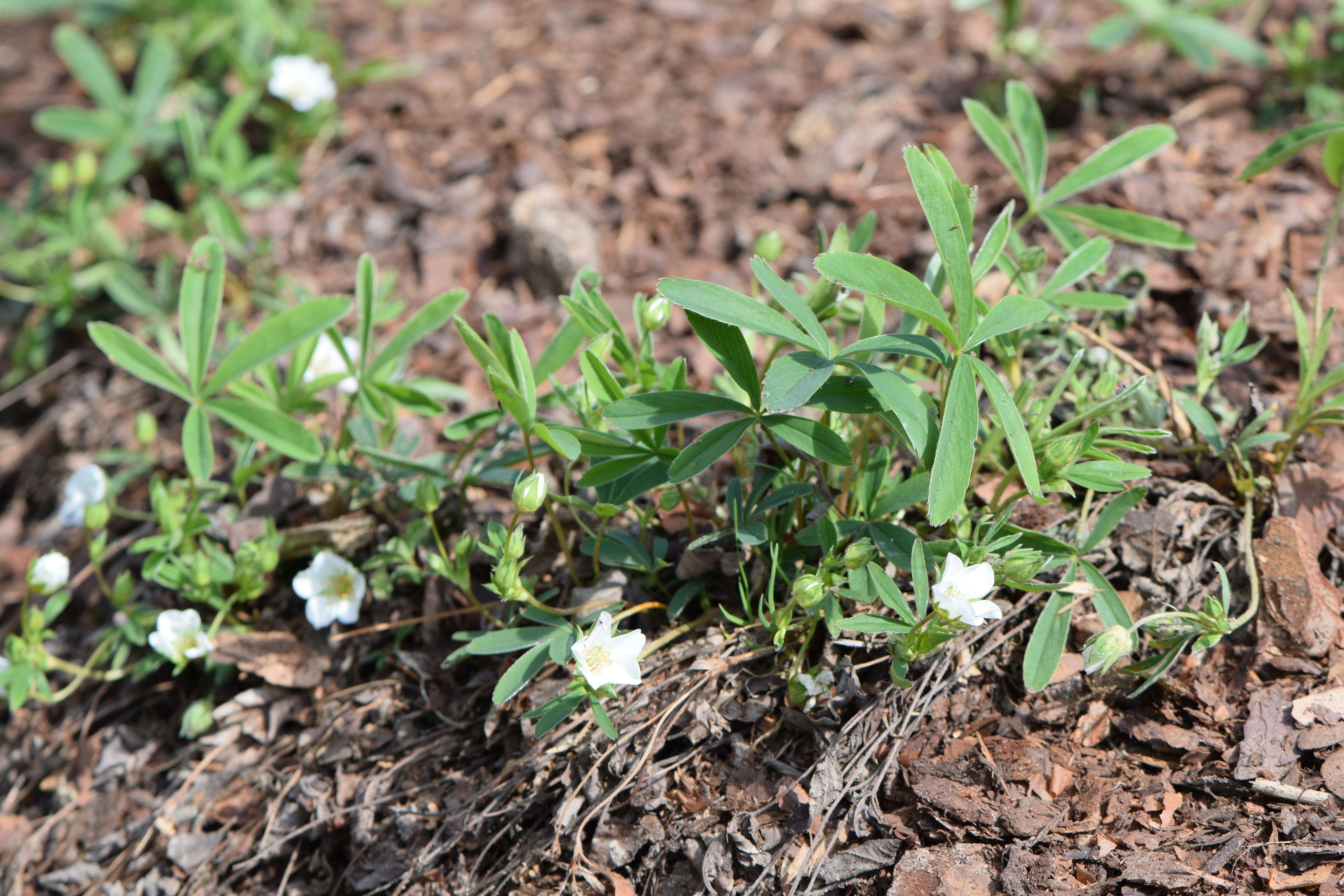 Image of White Cinquefoil