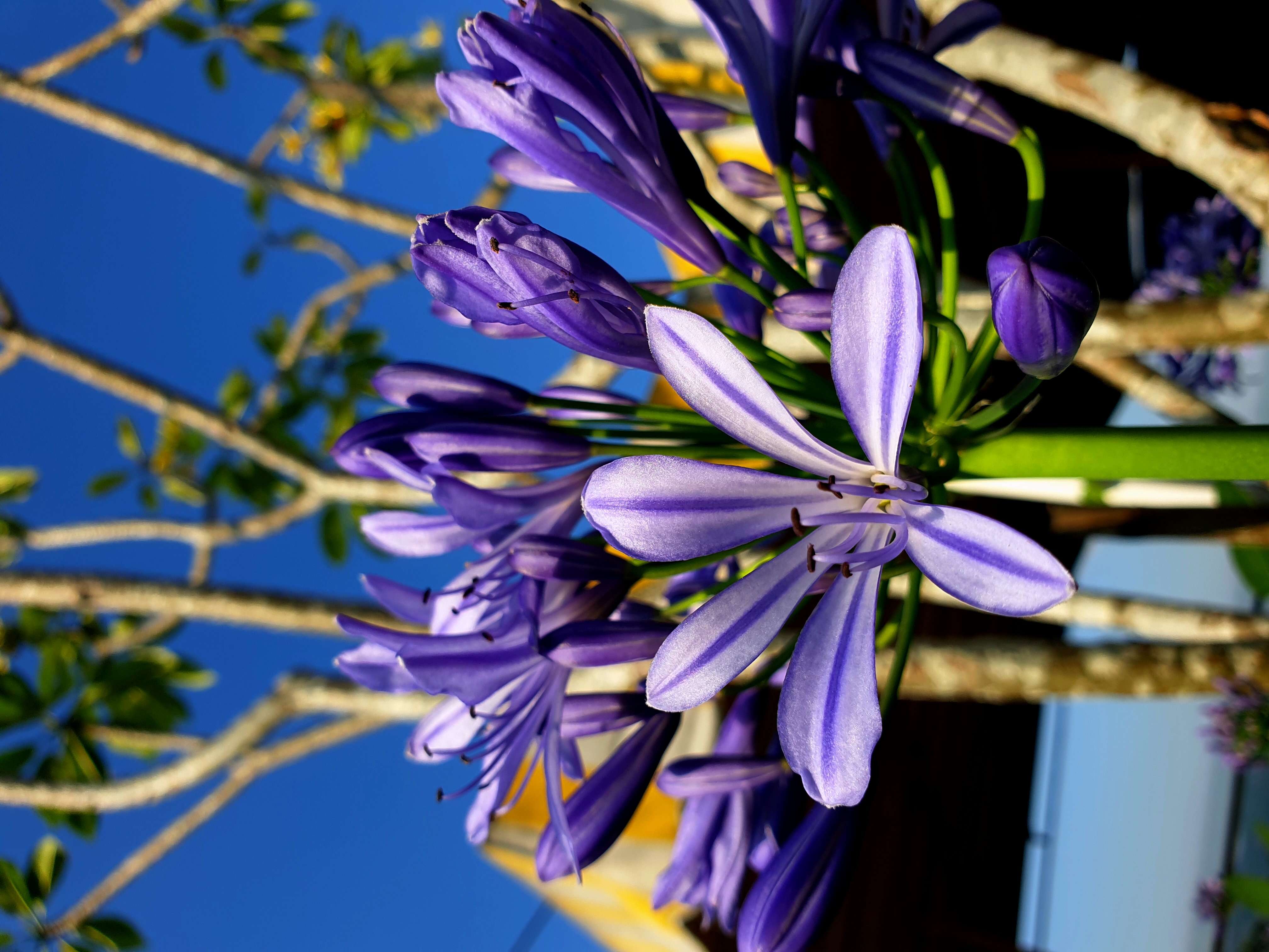 Imagem de Agapanthus