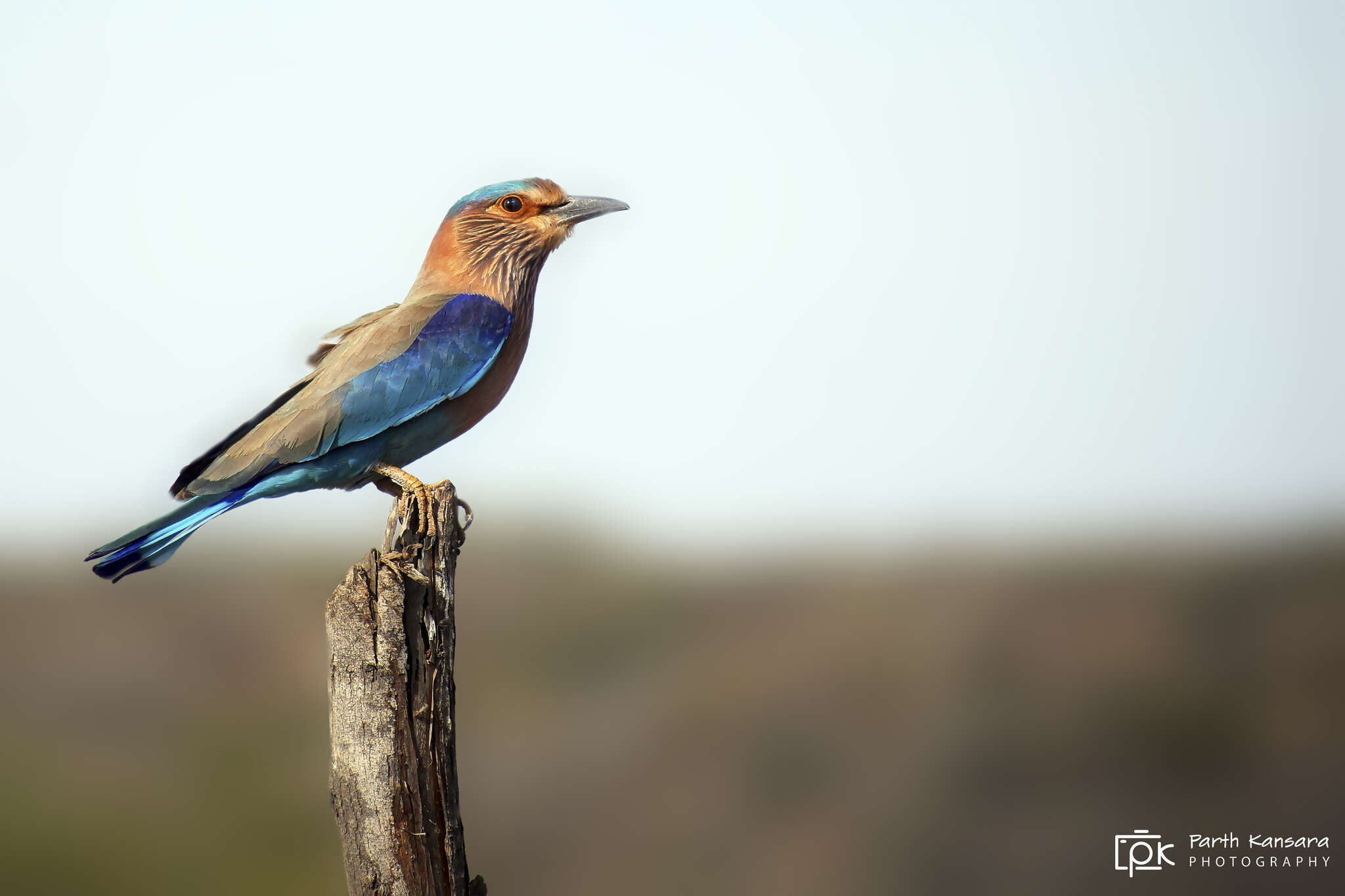 Imagem de Coracias benghalensis (Linnaeus 1758)